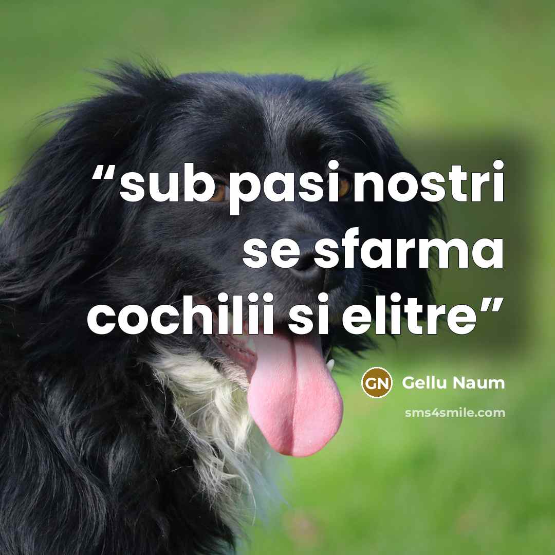 “sub pasi nostri se sfarma cochilii si elitre” quote by gellu naum