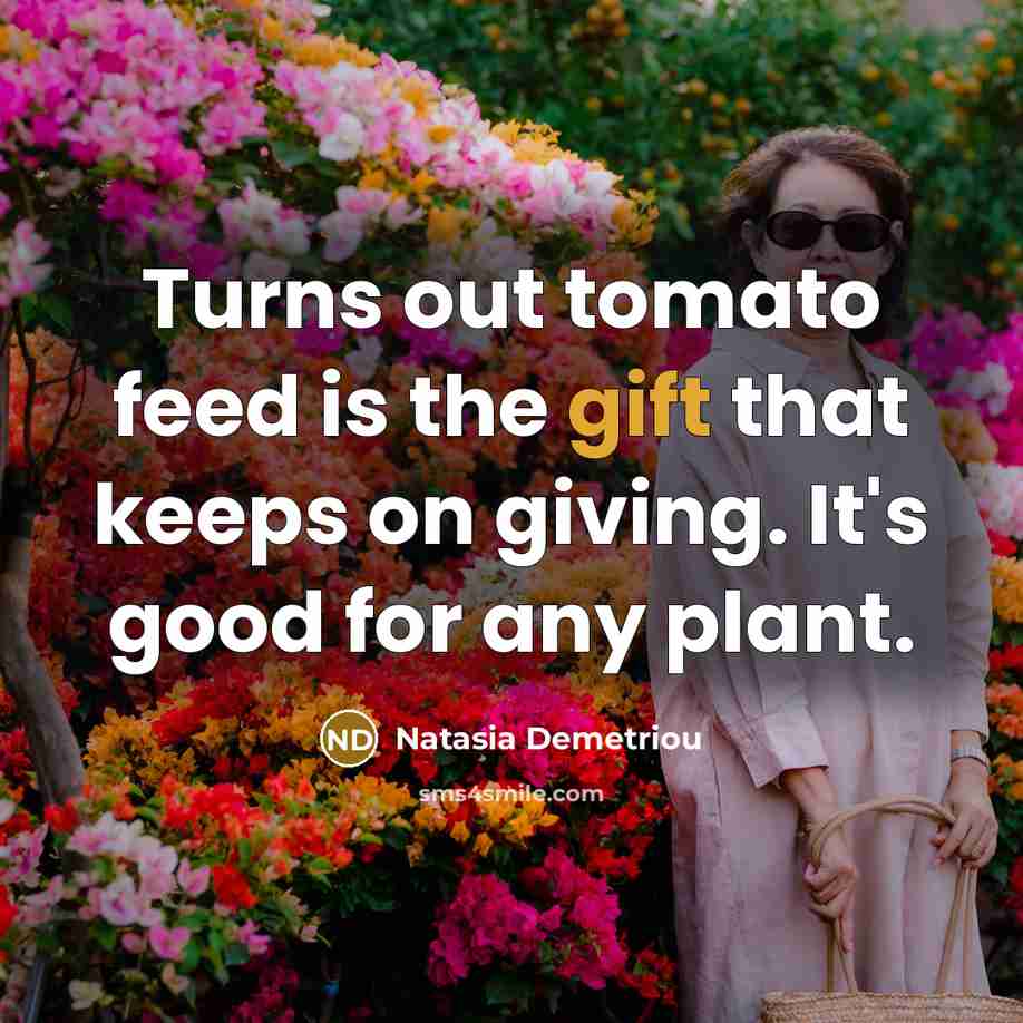 “Turns out tomato feed is the gift that keeps on…” quote by Natasia Demetriou