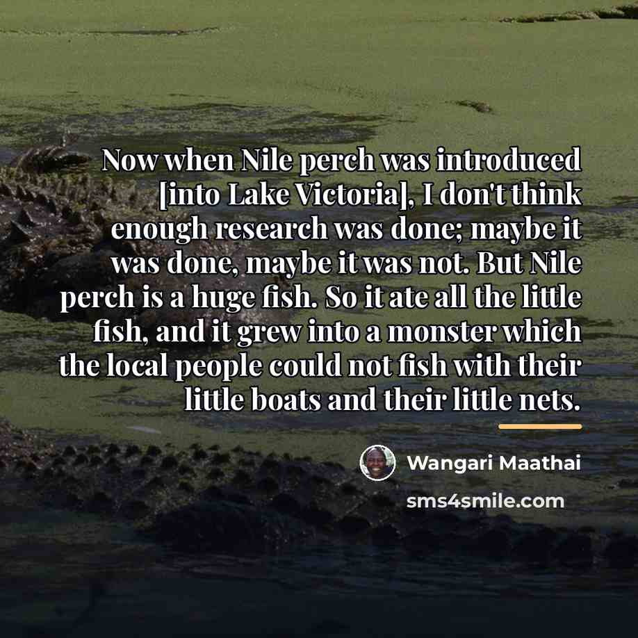 “Now when Nile perch was introduced [into Lake Victoria], I…” quote by Wangari Maathai