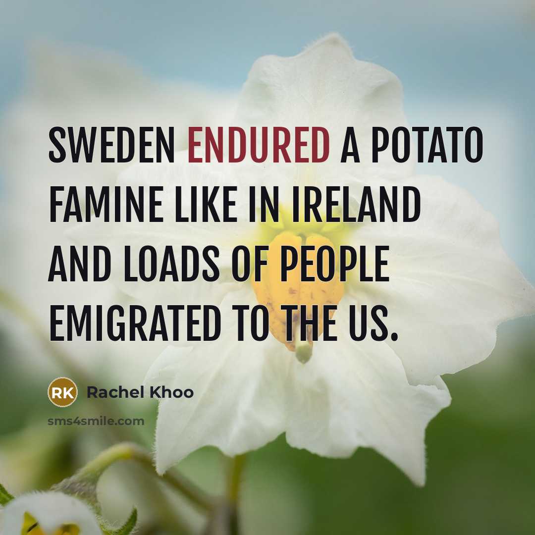 “Sweden endured a potato famine like in Ireland and loads…” quote by Rachel Khoo
