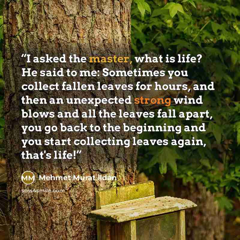 “I asked the master, what is life? He said to me: Sometimes you collect fallen leaves for hours, and then an unexpected strong wind blows and all the leaves fall apart, you go back to the beginning and you start collecting leaves again, that's life!” quote by Mehmet Murat ildan