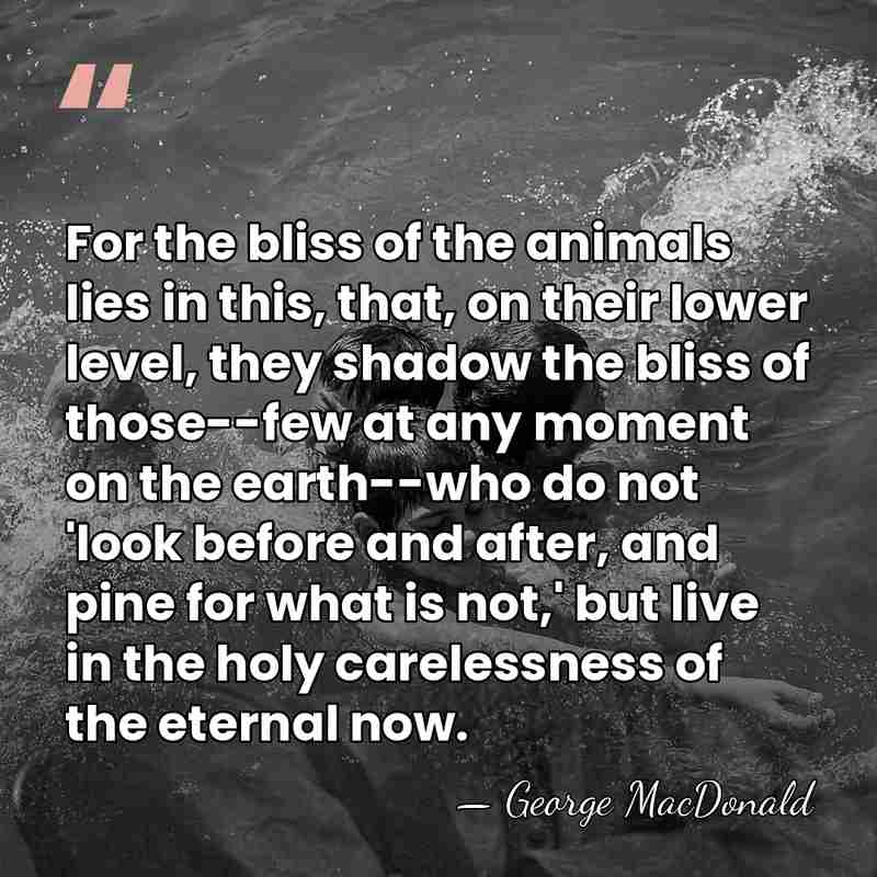 For the bliss of the animals lies in this, that, on their&hellip; - George MacDonald