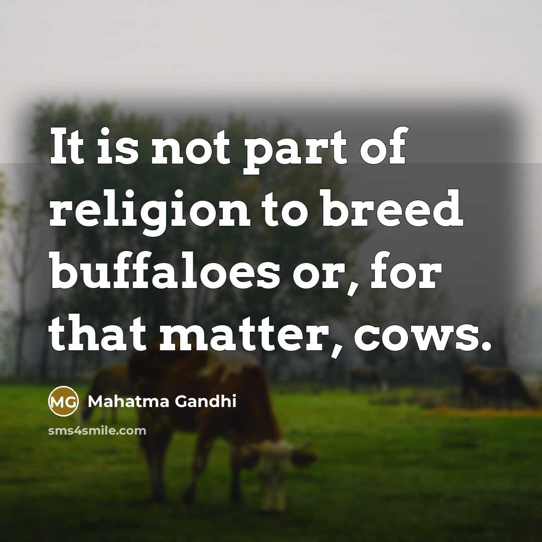“It is not part of religion to breed buffaloes or,…” quote by Mahatma Gandhi