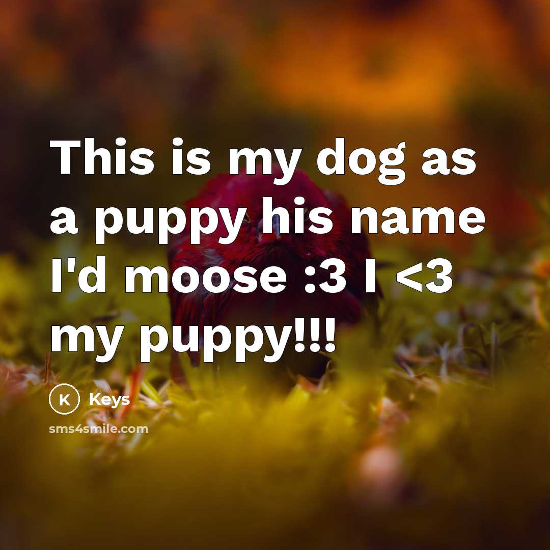 “This is my dog as a puppy his name I'd moose :3 I” quote by Keys