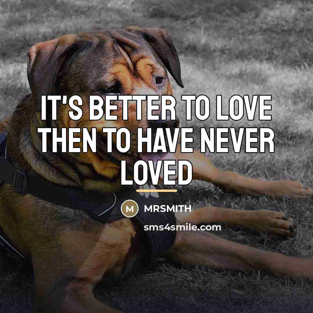 “It's better to love then to have never loved…” quote by Mrsmith