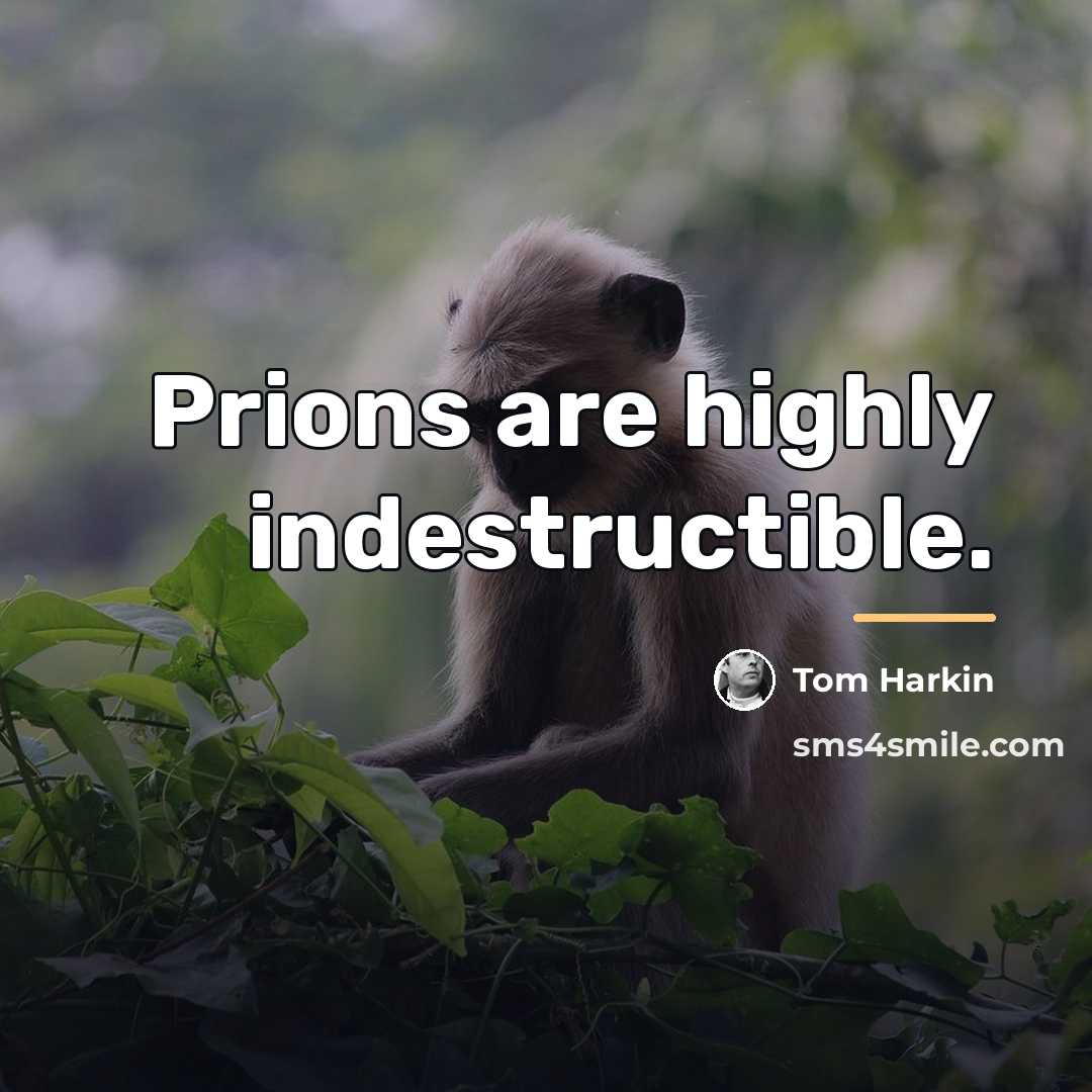 “Prions are highly indestructible.…” quote by Tom Harkin