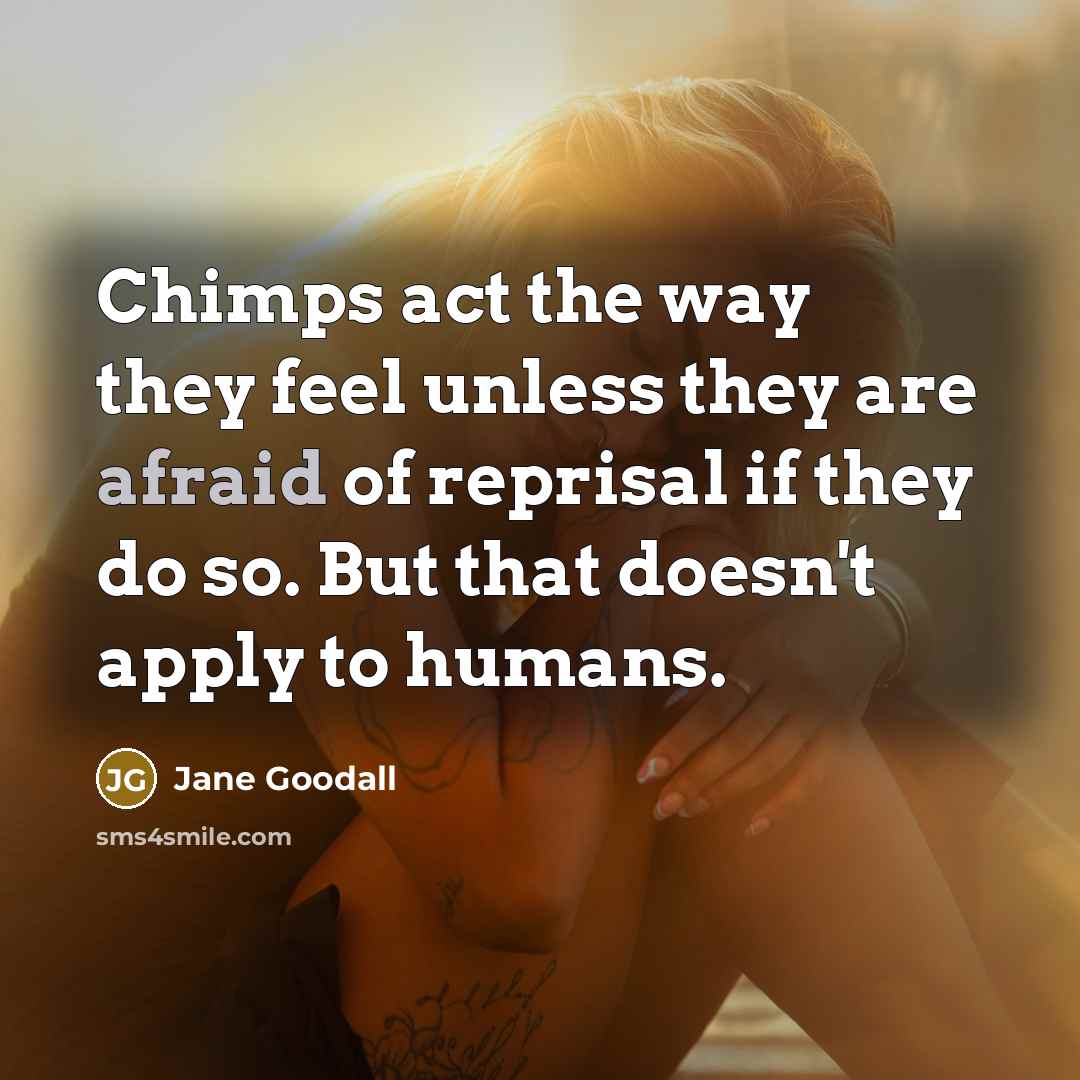 “Chimps act the way they feel unless they are afraid…” quote by Jane Goodall
