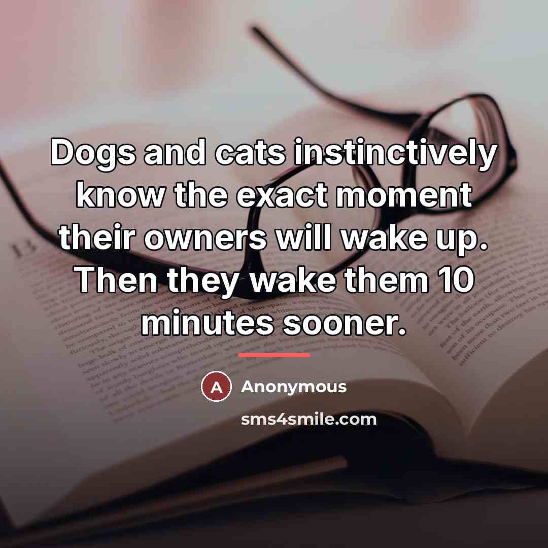 “Dogs and cats instinctively know the exact moment their owners…” quote by Anonymous