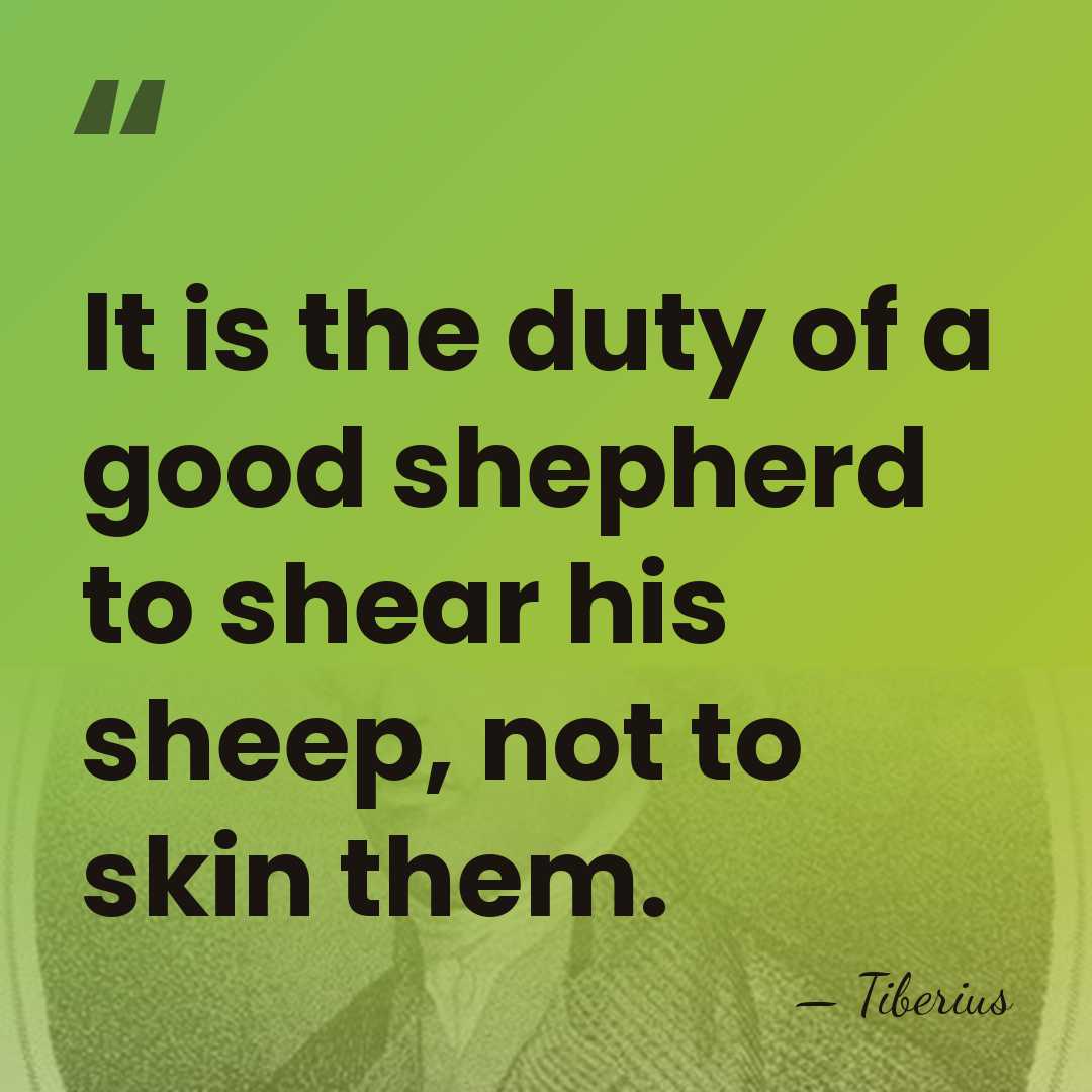 It is the duty of a good shepherd to shear his sheep,&hellip; - Tiberius