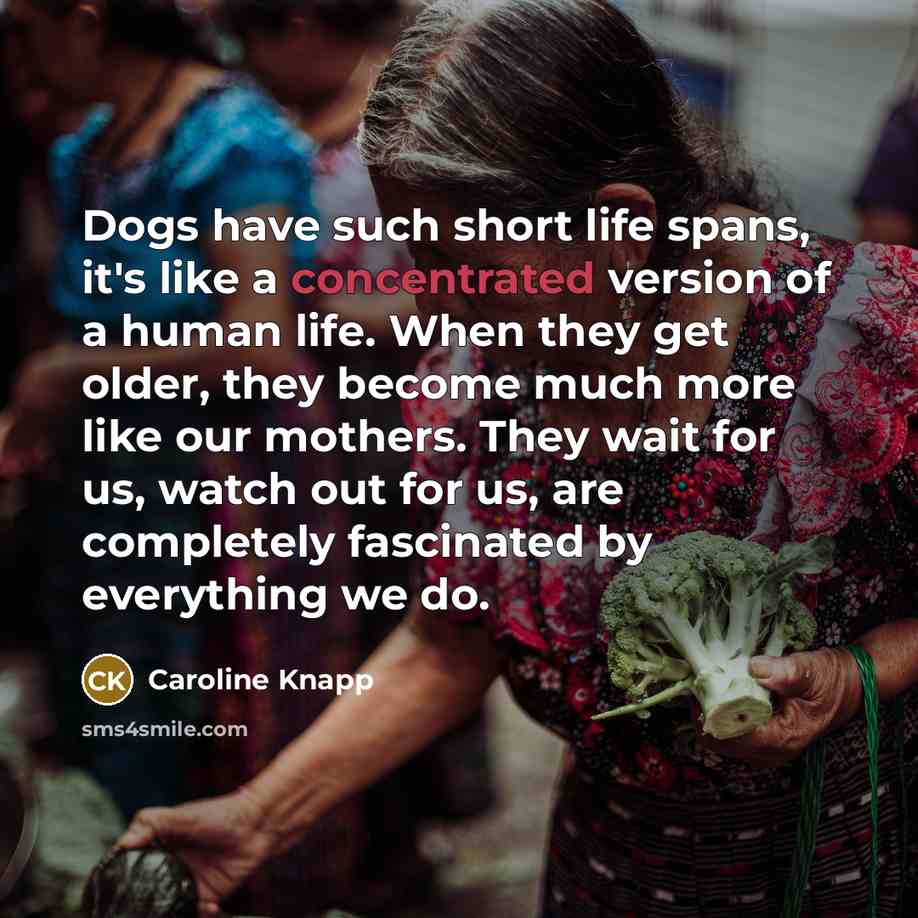 “Dogs have such short life spans, it's like a concentrated…” quote by Caroline Knapp