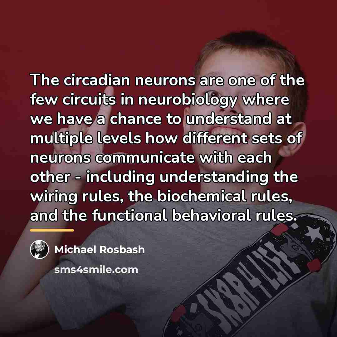 “The circadian neurons are one of the few circuits in…” quote by Michael Rosbash