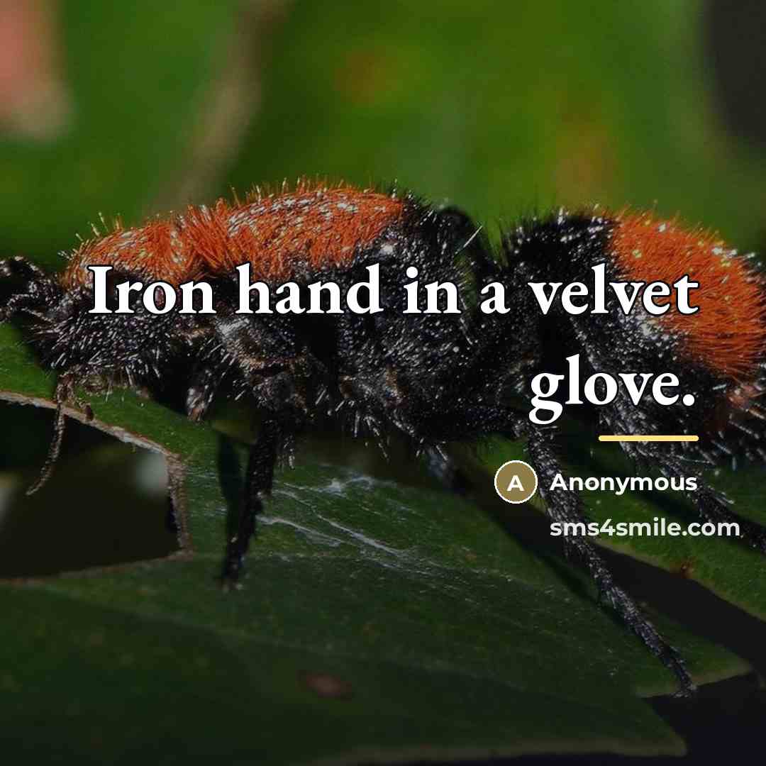 “Iron hand in a velvet glove.…” quote by Anonymous