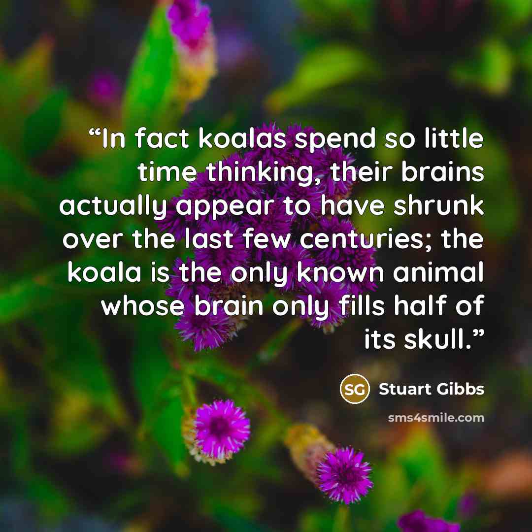 “In fact koalas spend so little time thinking, their brains actually appear to have shrunk over the last few centuries; the koala is the only known animal whose brain only fills half of its skull.” quote by Stuart Gibbs