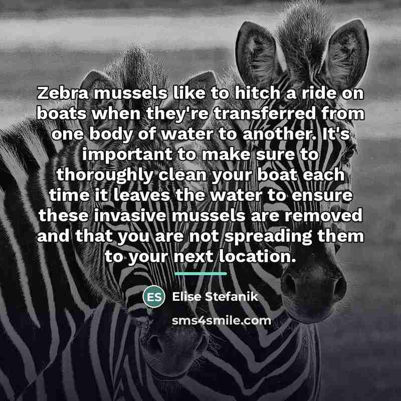 “Zebra mussels like to hitch a ride on boats when…” quote by Elise Stefanik