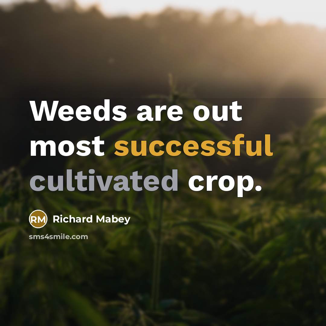“Weeds are out most successful cultivated crop.…” quote by Richard Mabey