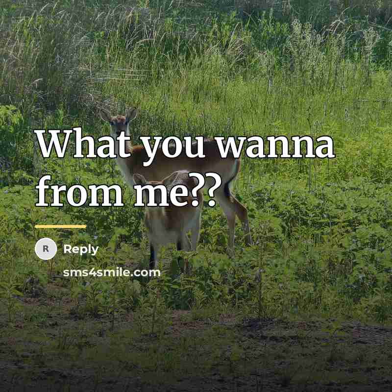 “What you wanna from me??…” quote by Reply