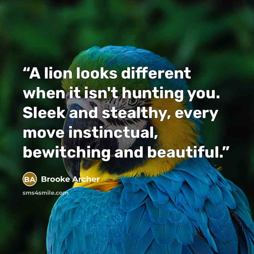 “A lion looks different when it isn't hunting you. Sleek and stealthy, every move instinctual, bewitching and beautiful.” quote by Brooke Archer
