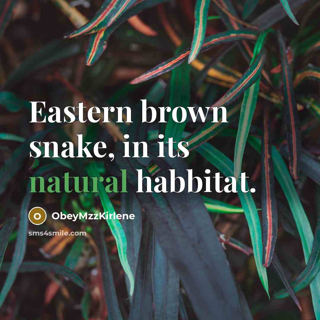 “Eastern brown snake, in its natural habbitat.…” quote by ObeyMzzKirlene