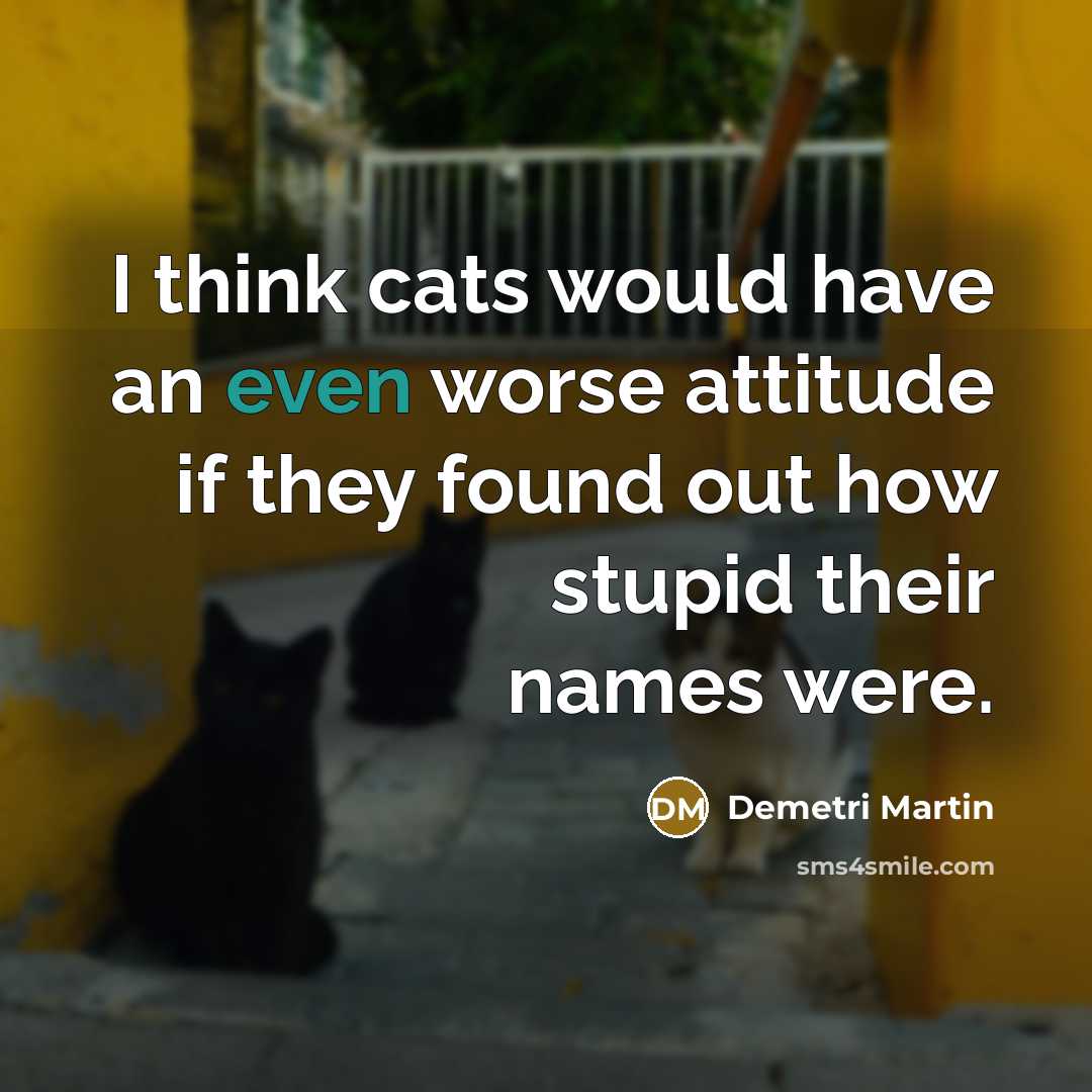 “I think cats would have an even worse attitude if…” quote by Demetri Martin