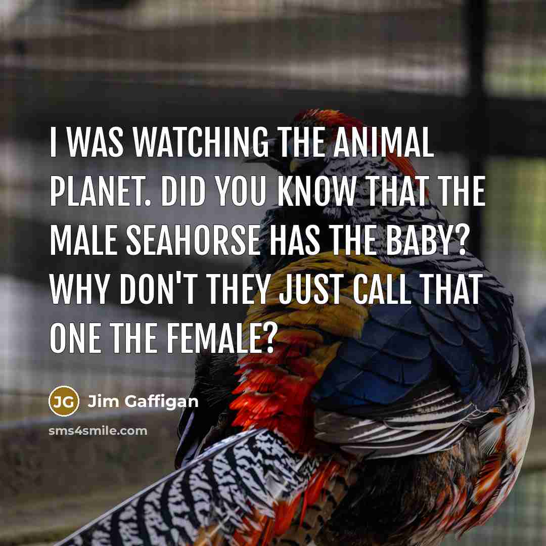 “I was watching the Animal Planet. Did you know that…” quote by Jim Gaffigan