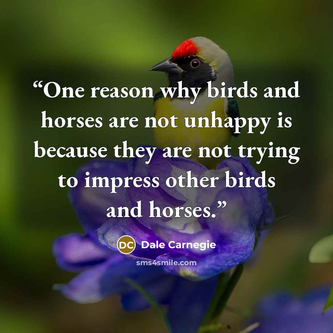 “One reason why birds and horses are not unhappy is because they are not trying to impress other birds and horses.” quote by Dale Carnegie