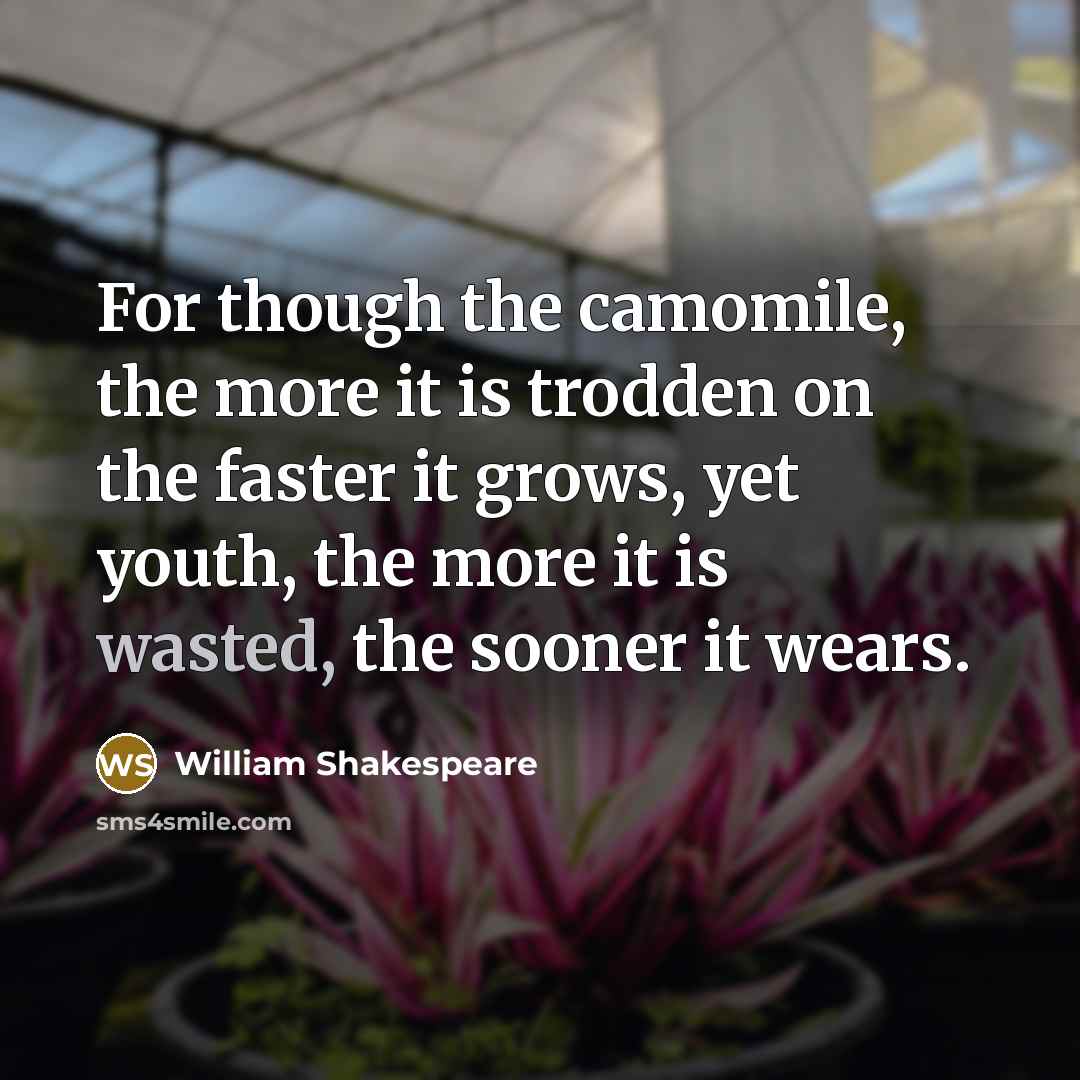 “For though the camomile, the more it is trodden on…” quote by William Shakespeare