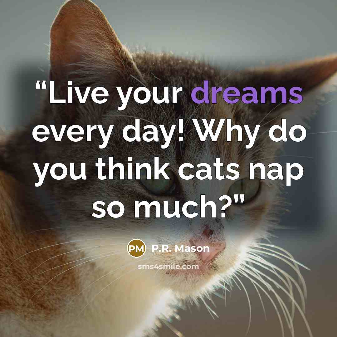 “Live your dreams every day! Why do you think cats nap so much?” quote by P.R. Mason