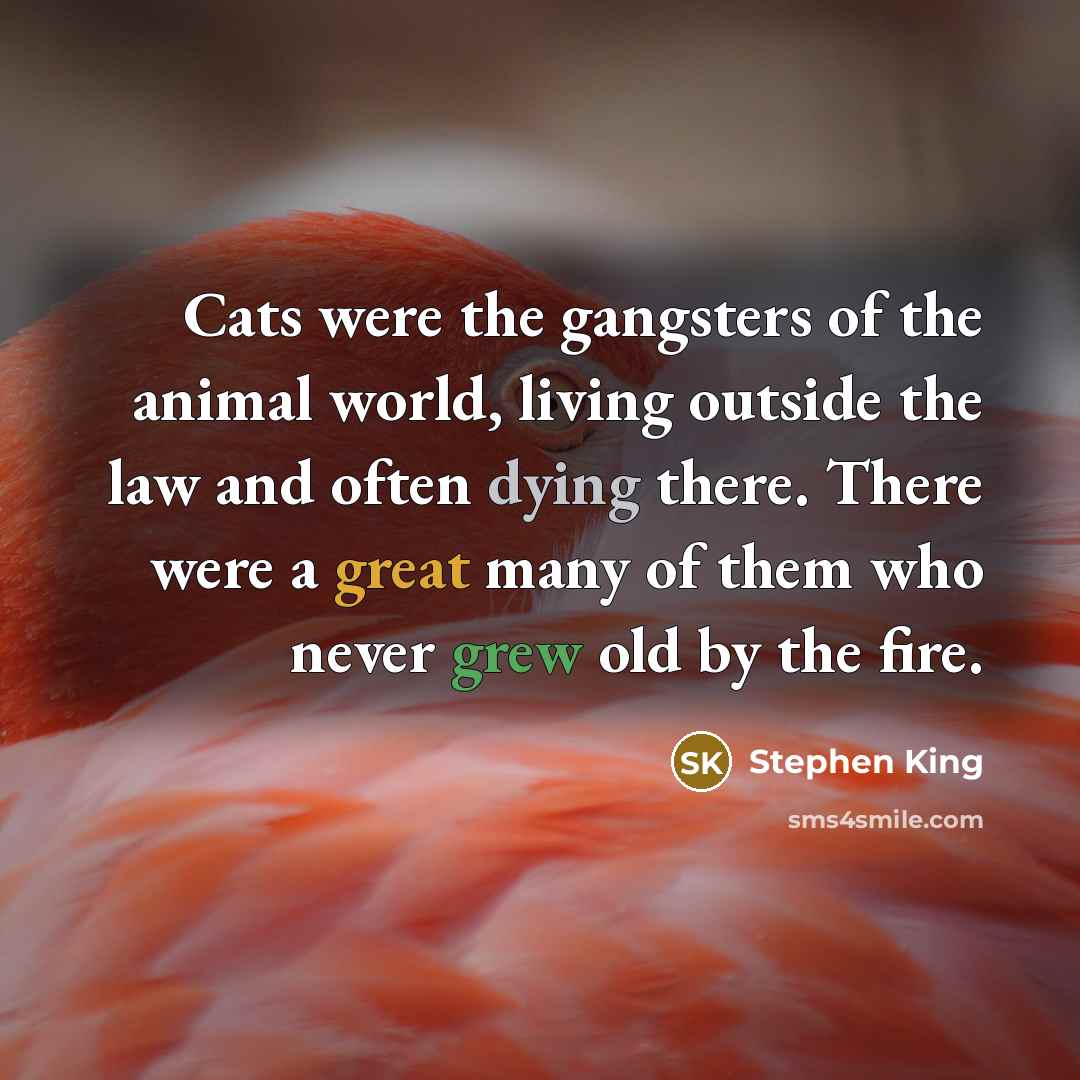 “Cats were the gangsters of the animal world, living outside…” quote by Stephen King