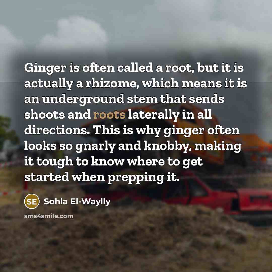 “Ginger is often called a root, but it is actually…” quote by Sohla El-Waylly