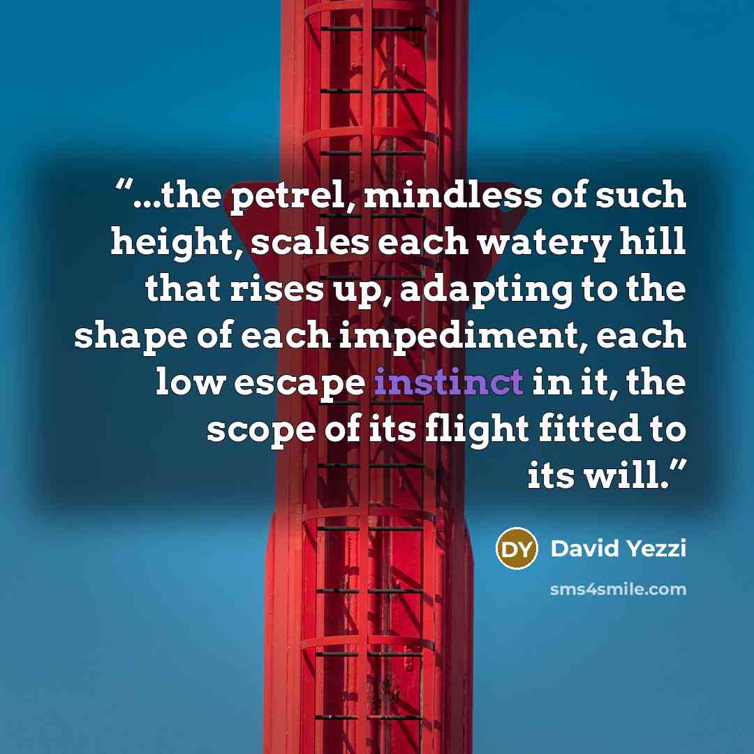 “...the petrel, mindless of such height, scales each watery hill that rises up, adapting to the shape of each impediment, each low escape instinct in it, the scope of its flight fitted to its will.” quote by David Yezzi