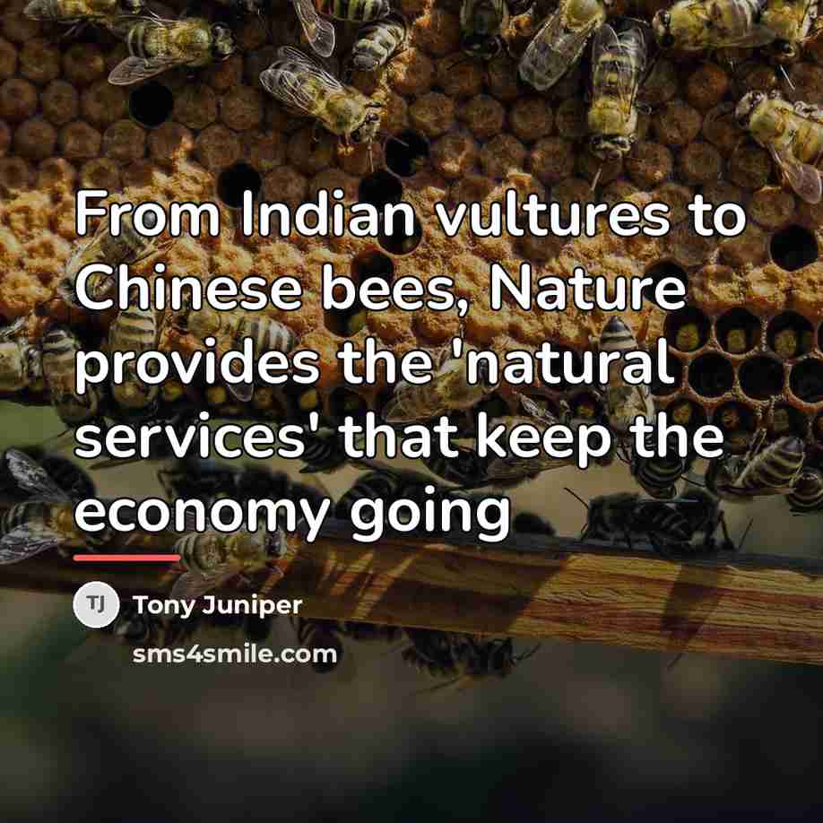 “From Indian vultures to Chinese bees, Nature provides the 'natural…” quote by Tony Juniper