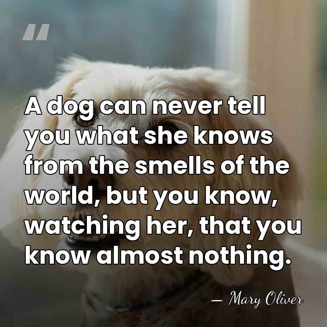 A dog can never tell you what she knows from the smells&hellip; - Mary Oliver