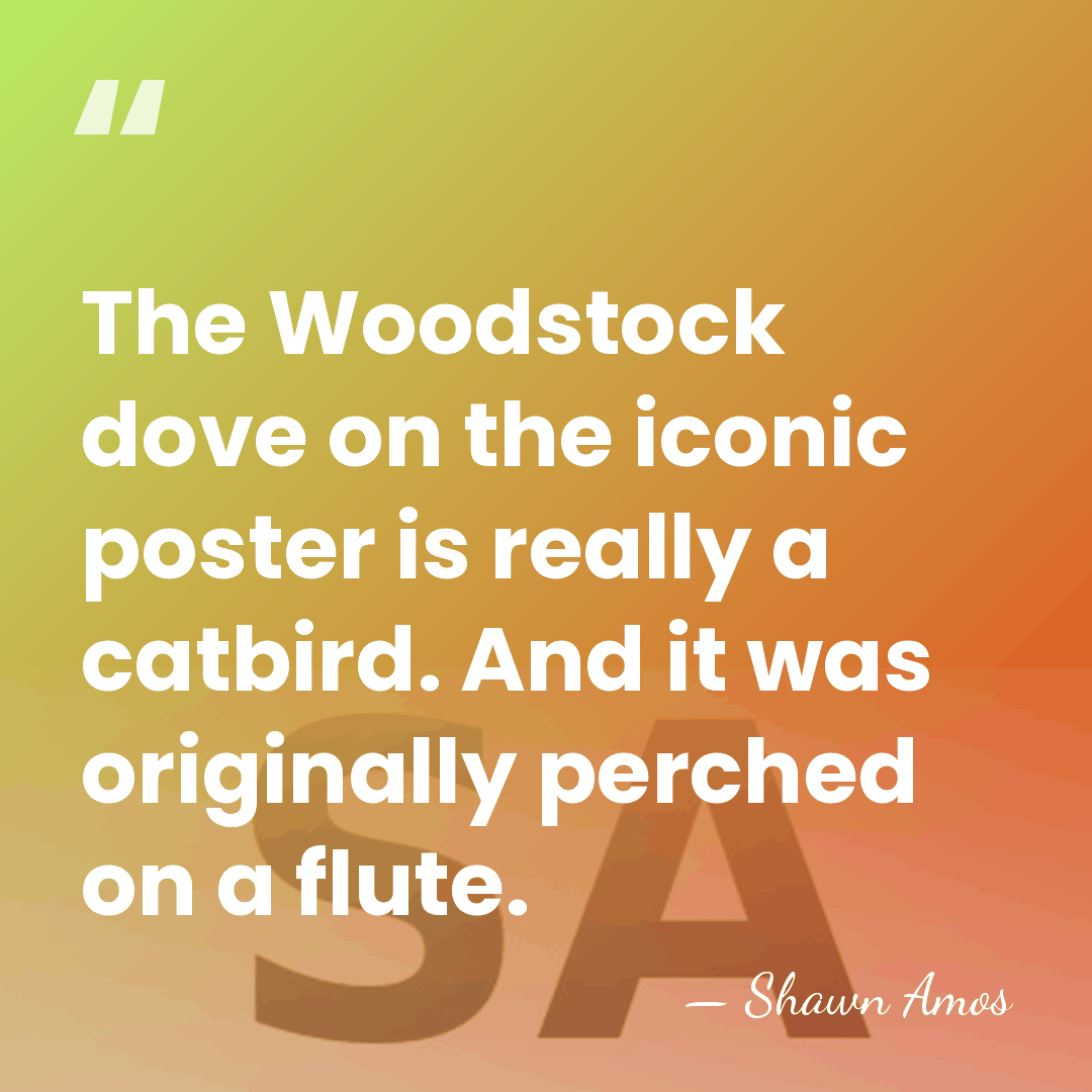 The Woodstock dove on the iconic poster is really a catbird. And&hellip; - Shawn Amos