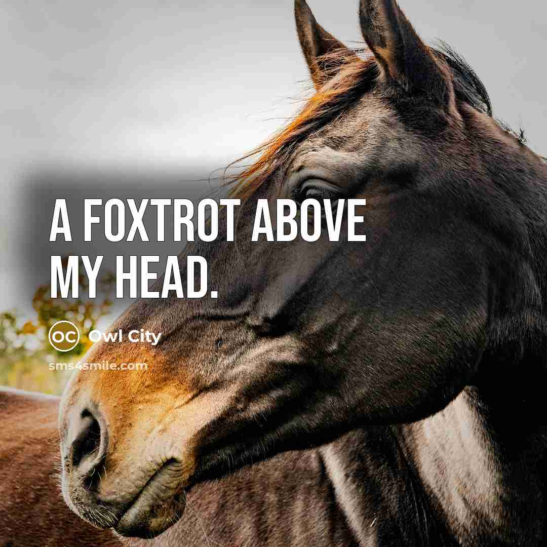 “A foxtrot above my head.…” quote by Owl City