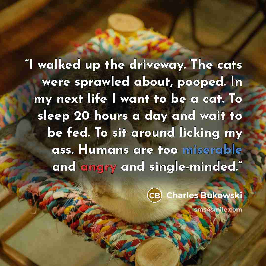 “I walked up the driveway. The cats were sprawled about, pooped. In my next life I want to be a cat. To sleep 20 hours a day and wait to be fed. To sit around licking my ass. Humans are too miserable and angry and single-minded.” quote by Charles Bukowski
