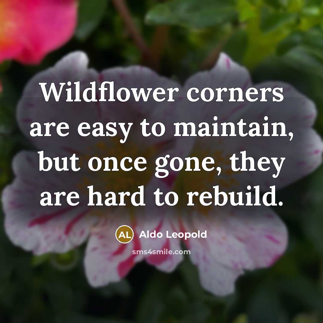“Wildflower corners are easy to maintain, but once gone, they…” quote by Aldo Leopold
