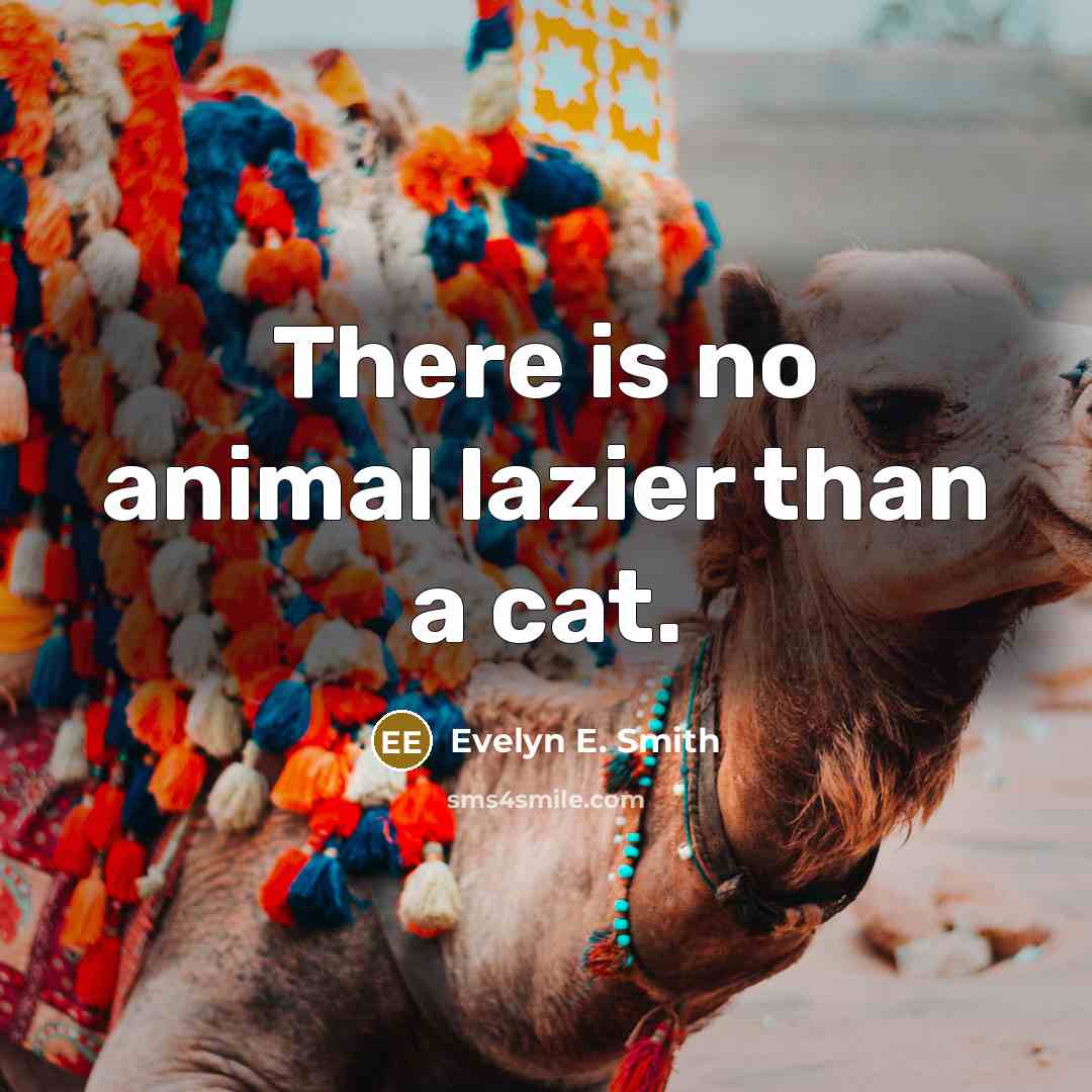 “There is no animal lazier than a cat.…” quote by Evelyn E. Smith