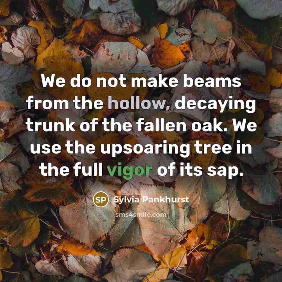 “We do not make beams from the hollow, decaying trunk…” quote by Sylvia Pankhurst