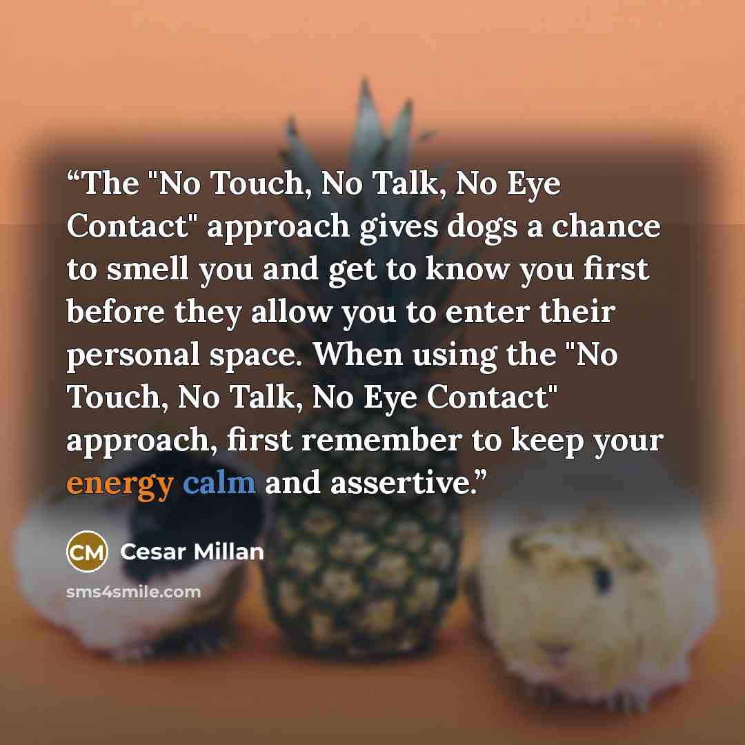 “The "No Touch, No Talk, No Eye Contact" approach gives dogs a chance to smell you and get to know you first before they allow you to enter their personal space. When using the "No Touch, No Talk, No Eye Contact" approach, first remember to keep your energy calm and assertive.” quote by Cesar Millan