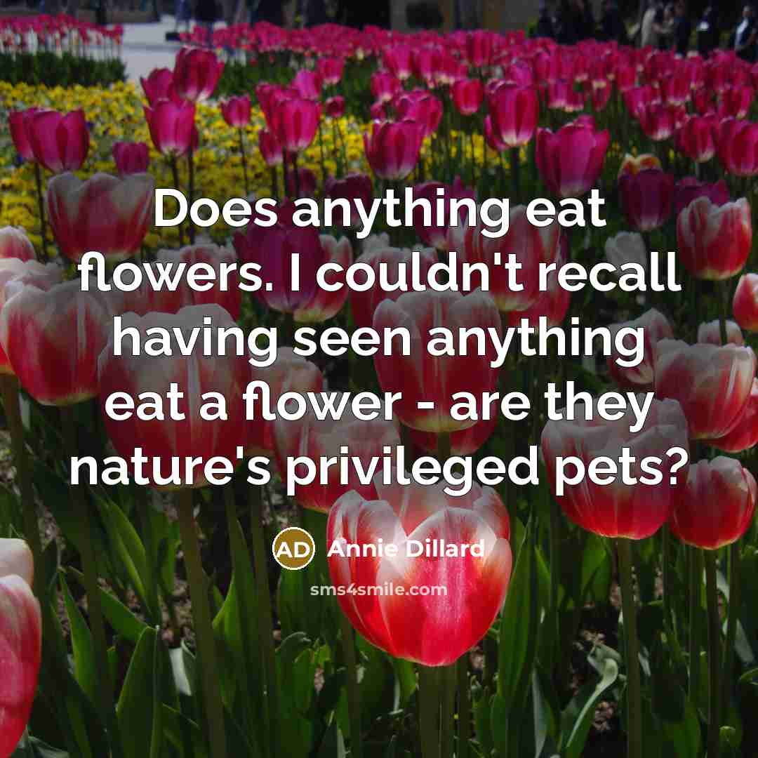“Does anything eat flowers. I couldn't recall having seen anything…” quote by Annie Dillard