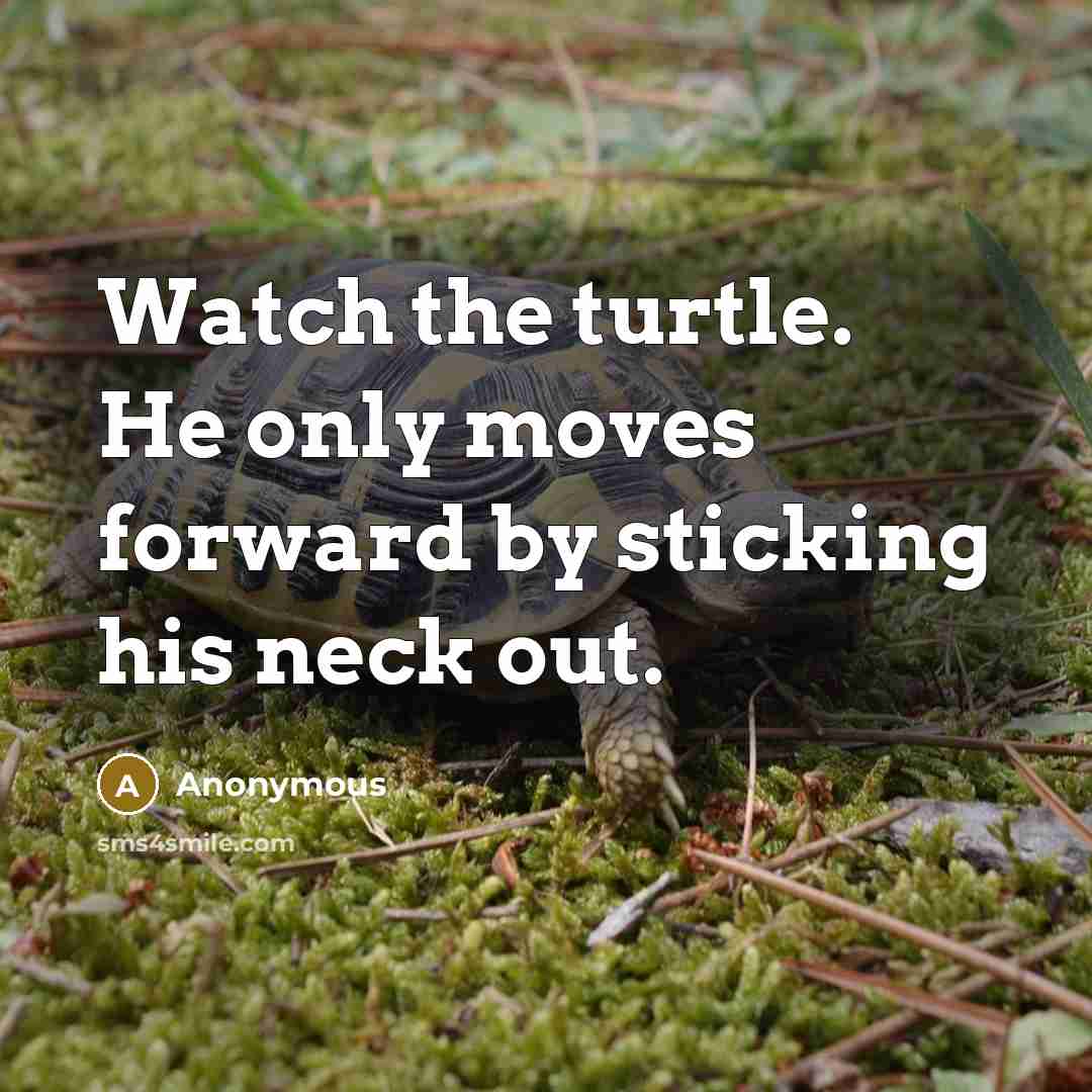 “Watch the turtle. He only moves forward by sticking his neck out.” quote by Anonymous
