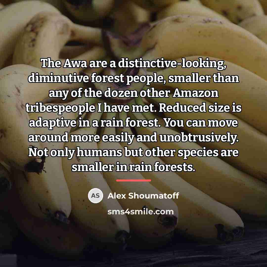 “The Awa are a distinctive-looking, diminutive forest people, smaller than…” quote by Alex Shoumatoff
