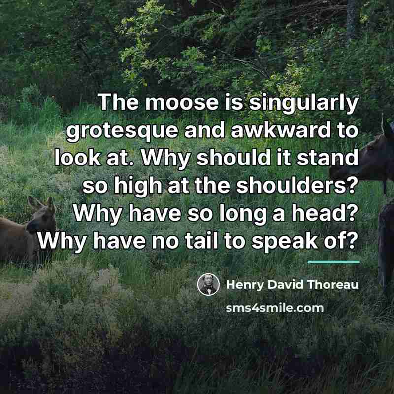 “The moose is singularly grotesque and awkward to look at.…” quote by Henry David Thoreau