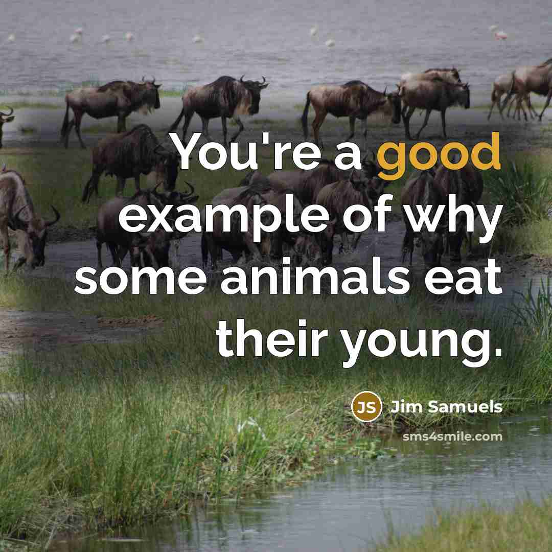 “You're a good example of why some animals eat their…” quote by Jim Samuels