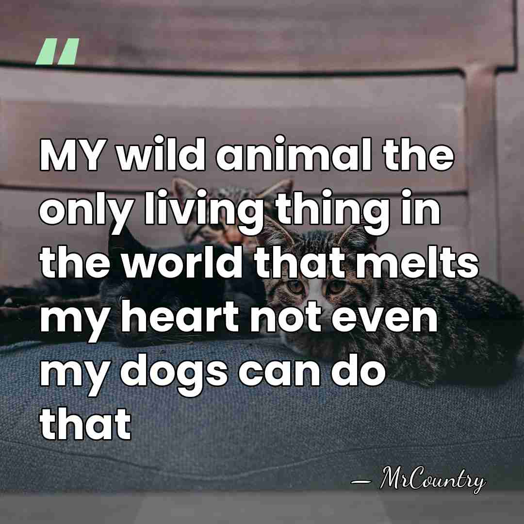 MY wild animal the only living thing in the world that melts&hellip; - MrCountry