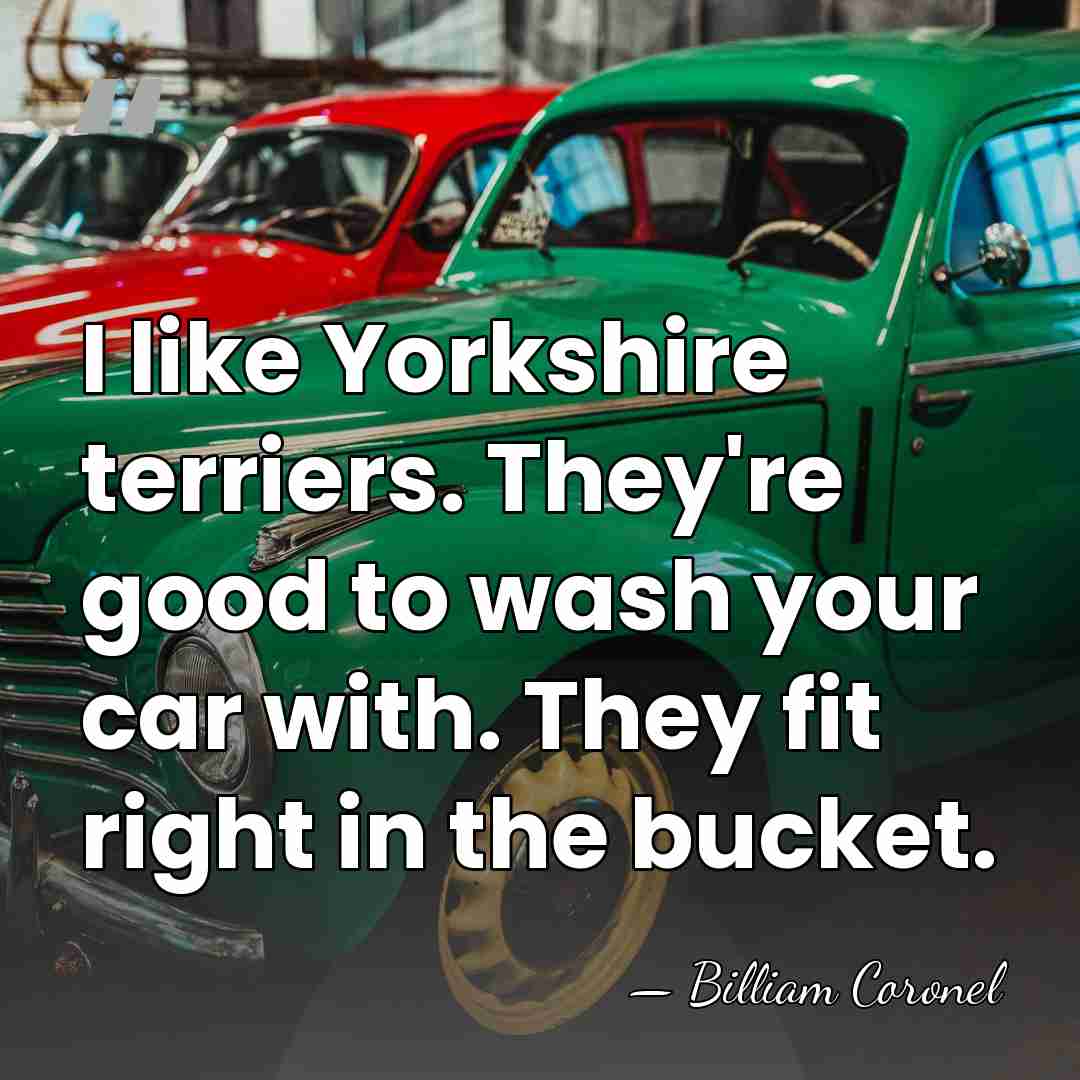I like Yorkshire terriers. They're good to wash your car with. They&hellip; - Billiam Coronel