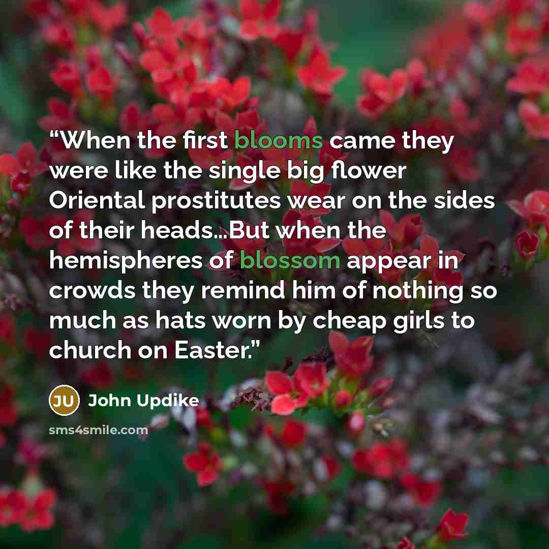 “When the first blooms came they were like the single big flower Oriental prostitutes wear on the sides of their heads…But when the hemispheres of blossom appear in crowds they remind him of nothing so much as hats worn by cheap girls to church on Easter.” quote by John Updike