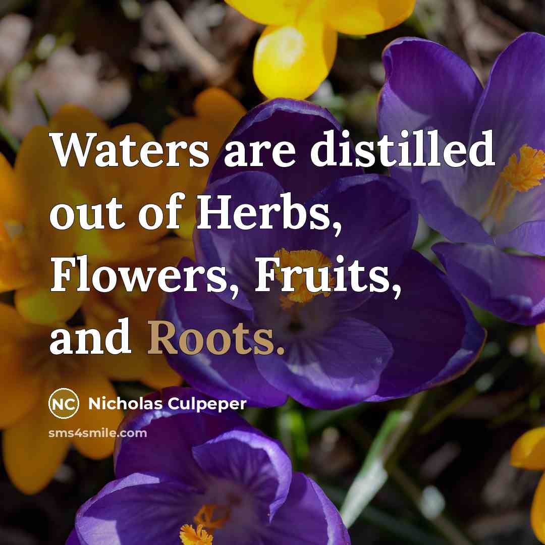 “Waters are distilled out of Herbs, Flowers, Fruits, and Roots.…” quote by Nicholas Culpeper