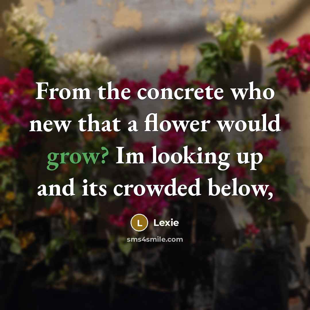 “From the concrete who new that a flower would grow? Im looking up and its crowded below,” quote by Lexie