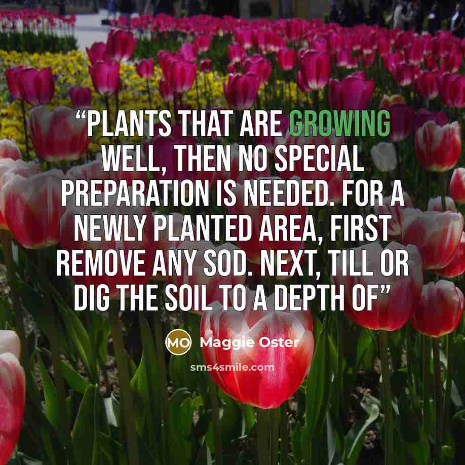“plants that are growing well, then no special preparation is needed. For a newly planted area, first remove any sod. Next, till or dig the soil to a depth of” quote by Maggie Oster